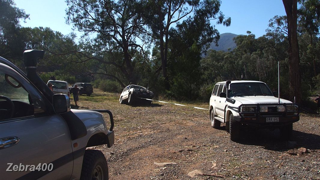 22-Zebra snatches Hoppy to safer ground.JPG